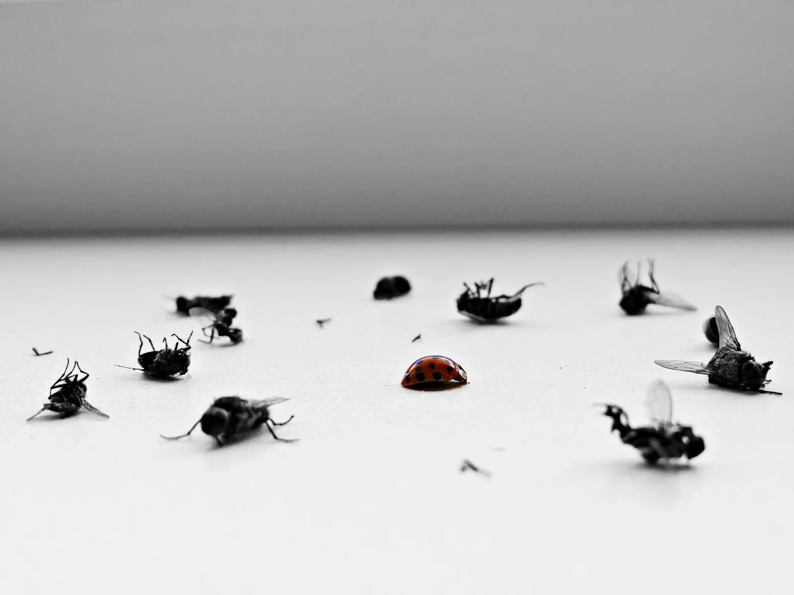 Muchy na białym blacie
